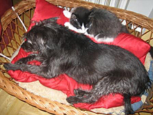 lass uns kuscheln...