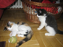 komm, spiel mit mir Ball
