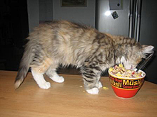 Hhmmmm... M�sli ist aber lecker...