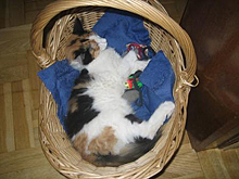 Lissy liebt den Spielekorb