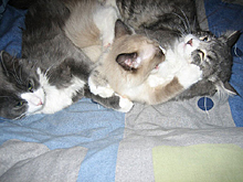 Katzenkuddelmuddel
